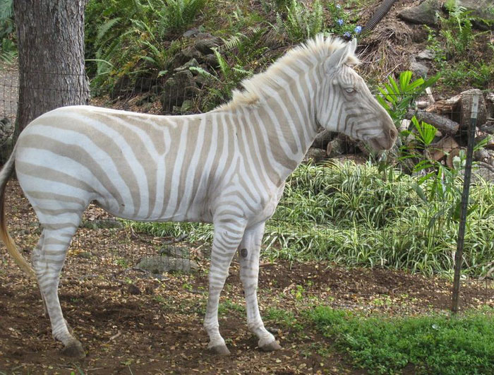 Bilder-Thread uh43048,1275252430,albino-zebra