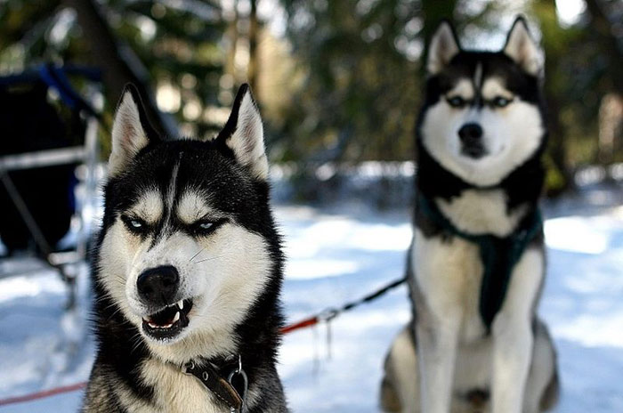 Bilder-Thread uh43048,1275252498,dog-tensions