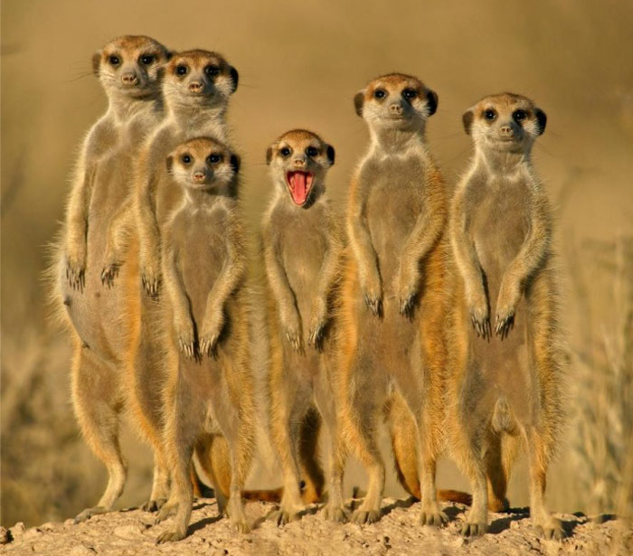Bilder-Thread uh43048,1275252548,meerkats