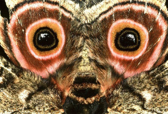 Bilder-Thread uh43048,1275252579,butterfly