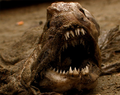Bilder-Thread uh43048,1275252679,wolf-fish