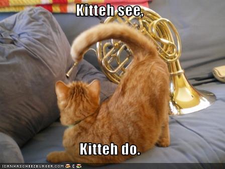 Bilder-Thread uh43048,1276091560,funny-pictures-cat-imitates-musical-instrument