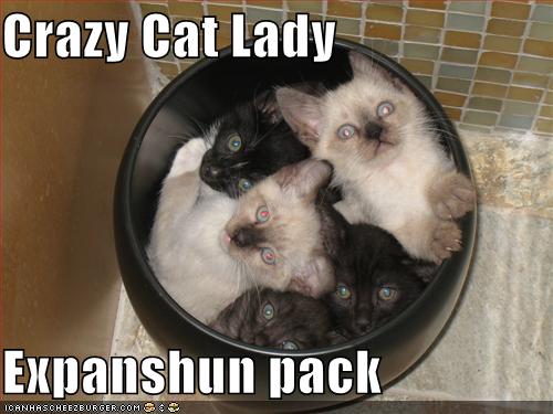 Bilder-Thread uh43048,1276596676,crazycatlady128617744924784352