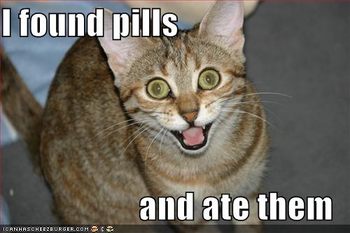 Bilder-Thread uh43048,1276844690, 2007 10 lolcat-funny-picture-found-pills-ate-eat