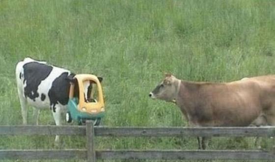Bilder-Thread uh43048,1277275305,061110 1005 StupidAnima5