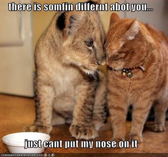Bilder-Thread uh43048,1277275624,confused-animals-are-funny06