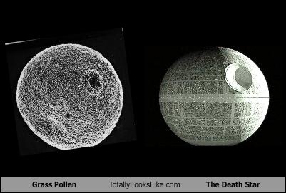 Bilder-Thread uh43048,1277446879,grass-pollen-totally-looks-like-death-star