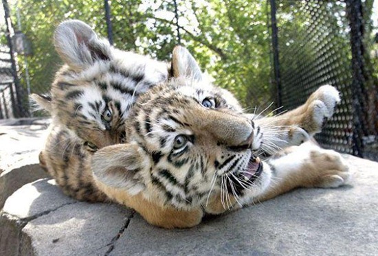 Bilder-Thread uh43048,1277920036,CuteandFunnyPicturesofAnimalsPart12 1