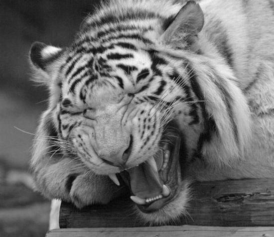 Bilder-Thread uh43048,1277920054,CuteandFunnyPicturesofAnimalsPart12 5