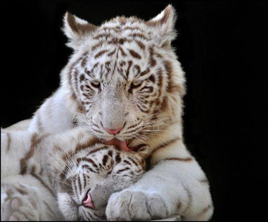 Bilder-Thread uh43048,1277920069,CuteandFunnyPicturesofAnimalsPart12 7
