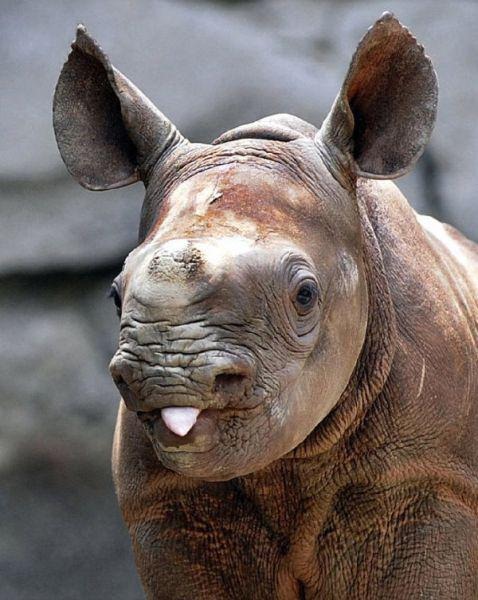 Bilder-Thread uh43048,1277920161,CuteandFunnyPicturesofAnimalsPart12 17