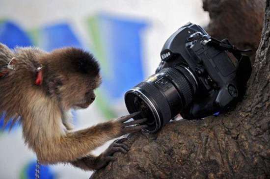 Bilder-Thread uh43048,1277920195,CuteandFunnyPicturesofAnimalsPart12 26