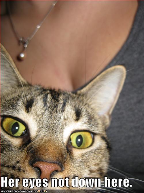 Bilder-Thread uh43048,1278495505,funny-pictures-cat-eyes-bosom