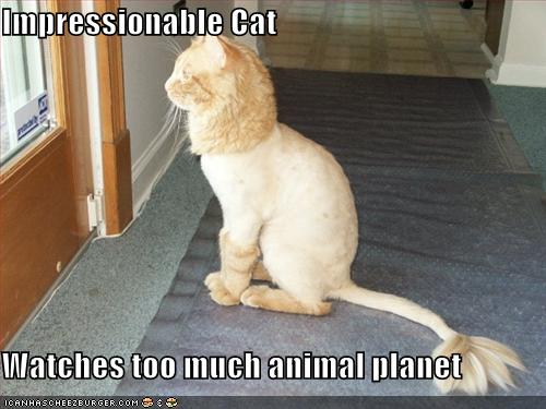 Bilder-Thread uh43048,1278495676,funny-pictures-shaved-lion-cat-looks-outside
