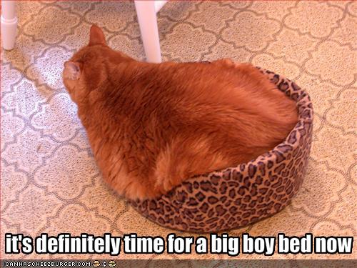 Bilder-Thread uh43048,1279000476,funny-pictures-your-cat-wants-a-bigger-bed