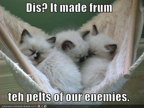 Bilder-Thread uh43048,1279000486,funny-pictures-kittens-have-hammock-made-from-enemy-pelts