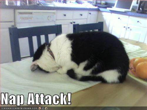 Bilder-Thread uh43048,1279000504,128289394328871250napattack
