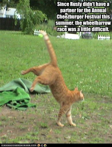 Bilder-Thread uh43048,1279000644,funny-pictures-cat-does-wheelbarrow-race1
