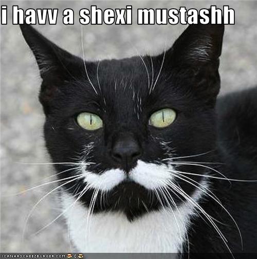 Bilder-Thread uh43048,1279000665,funny-pictures-cat-has-moustache
