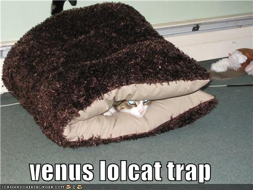 Bilder-Thread uh43048,1279000680,funny-pictures-cat-is-trapped