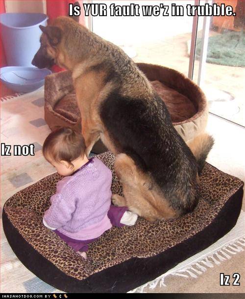 Bilder-Thread uh43048,1279087567,funny-dog-pictures-dog-and-baby-argue-about-whose-fault-it-is
