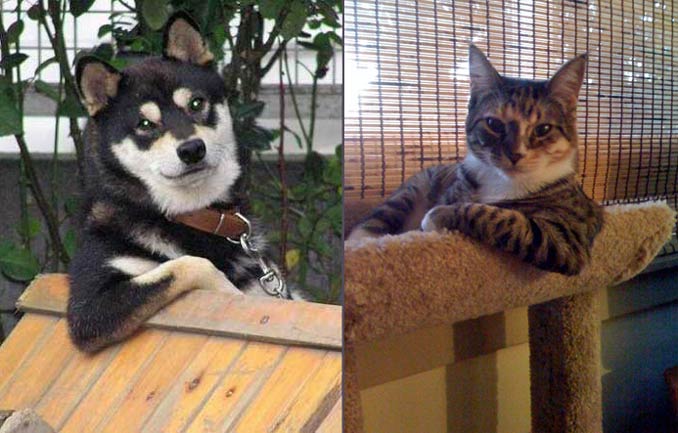 Bilder-Thread uh43048,1279087727,cool-cat-cool-dog