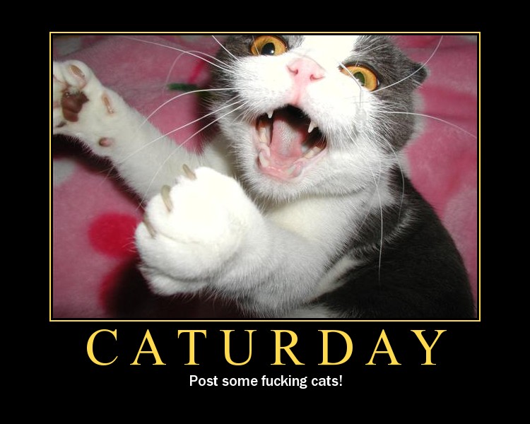 Bilder-Thread uh43048,1279088468,caturday