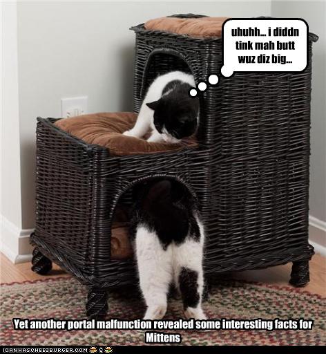 Bilder-Thread uh43048,1281611808,funny-pictures-cat-has-portal-malfunction