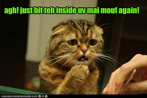 Bilder-Thread uh43048,1281611952,funny-pictures-cat-bit-mouth