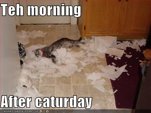 Bilder-Thread uh43048,1281612170,funny-pictures-morning-after-caturday