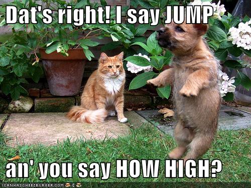Bilder-Thread uh43048,1281612245,funny-pictures-cat-tells-dog-to-jump