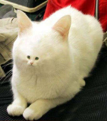 Bilder-Thread uh43048,1283119407,katze