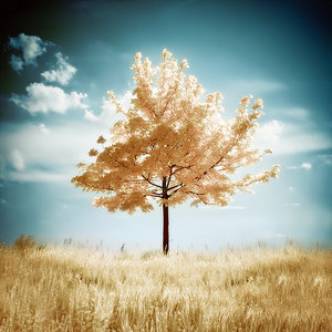 Bilder-Thread uh43048,1283197751,A Dream Of Summer by Gwarf