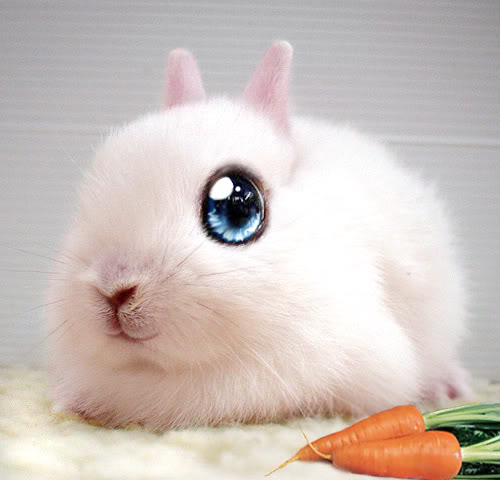 Bilder-Thread uh43048,1285855753,bunny