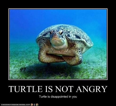 Bilder-Thread uh43048,1286574170,funny-pictures-turtle-is-disappointed