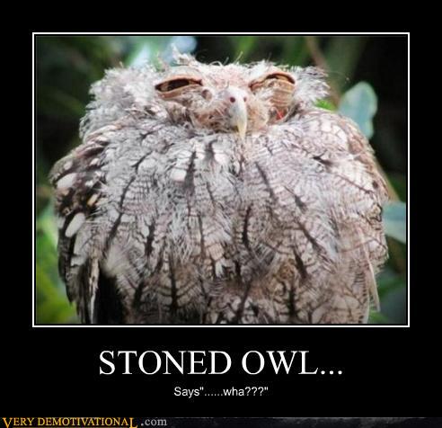 Bilder-Thread uh43048,1287322947,demotivational-posters-stoned-owl