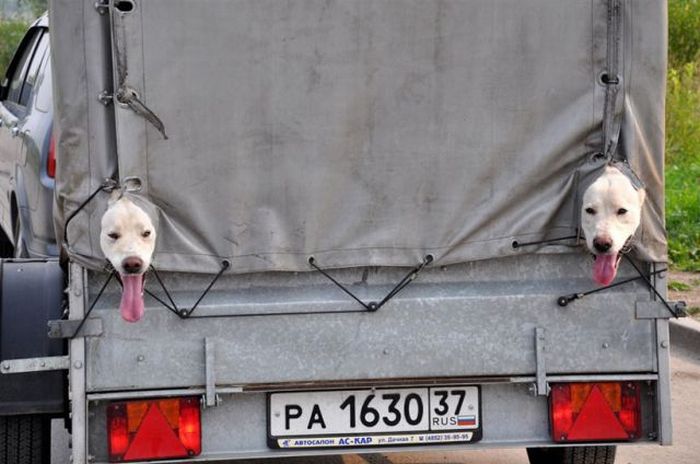 Bilder-Thread uh43048,1287437033,funny-pic-dump-39-06
