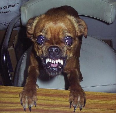 Bilder-Thread uh43048,1287492323,mas-dog