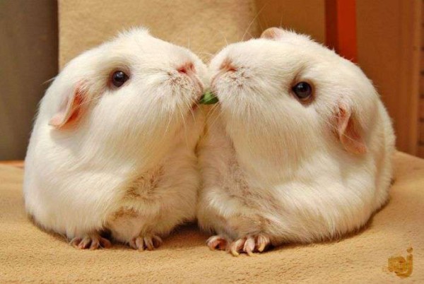 Bilder-Thread uh43048,1288607205,KMDN-Daily-PicDump-No.37 1-600x402