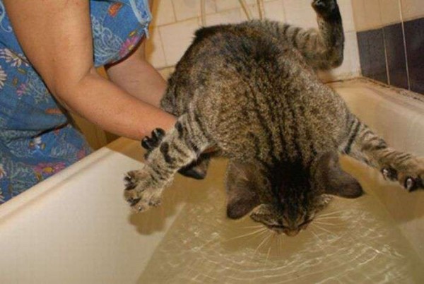 Bilder-Thread uh43048,1288607245,KMDN-Daily-PicDump-No.37 15-600x402