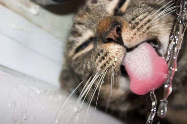 Bilder-Thread uh43048,1288607384,KMDN-Daily-PicDump-No.37 35-600x398
