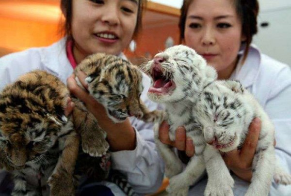 Bilder-Thread uh43048,1288607432,KMDN-Daily-PicDump-No.37 41-600x405