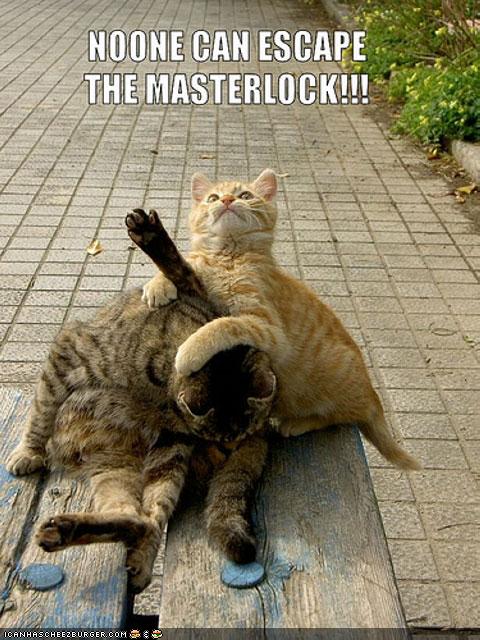 Bilder-Thread uh43048,1288802977,funny-pictures-cat-has-cat-in-headlock