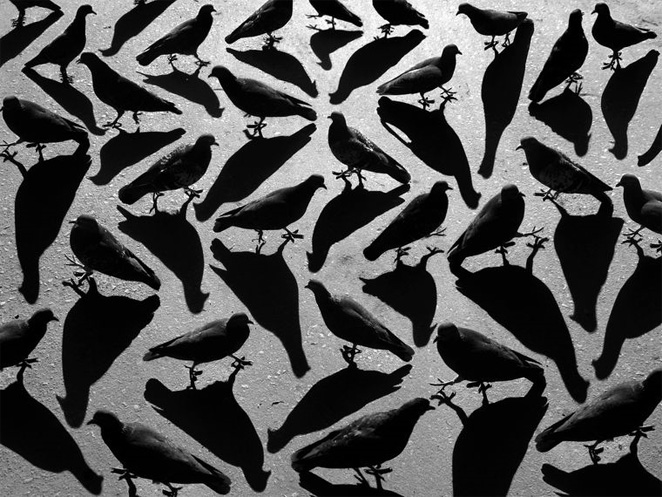 Bilder-Thread uh43048,1289062780,shadowbirds