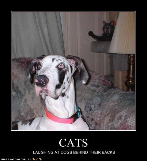 Bilder-Thread uh43048,1289243546,funny-dog-pictures-cats-laughing