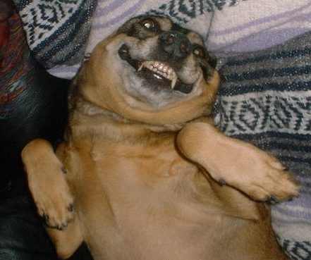 Bilder-Thread uh43048,1289243829,Happydog
