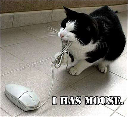 Bilder-Thread uh43048,1289772624,funny cat pictures pc 27317