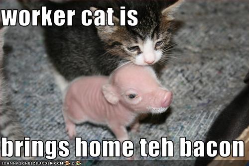 Bilder-Thread uh43048,1289773639,funnypictureskittenbrin
