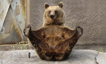 Bilder-Thread uh43048,1290015313,yoga bear finland-450x270
