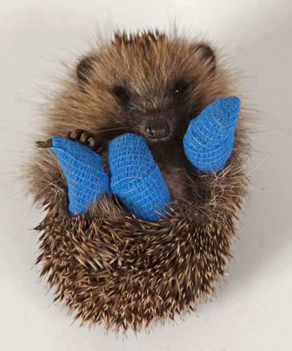 Bilder-Thread uh43048,1290015778,broken hedgehog cute
